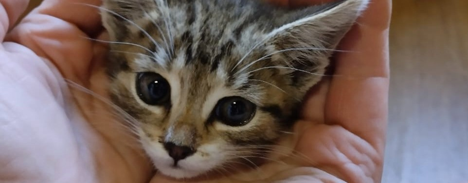 Алина Бурова: Помощь котенку Боре