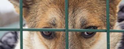 Приют для собак  В Щербинке : Помощью бездомным животным из приюта в Щербинке