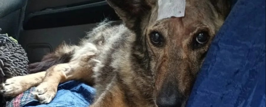 Благотворительный фонд защиты животных  Вирта: Собака Рио борется за жизнь! 