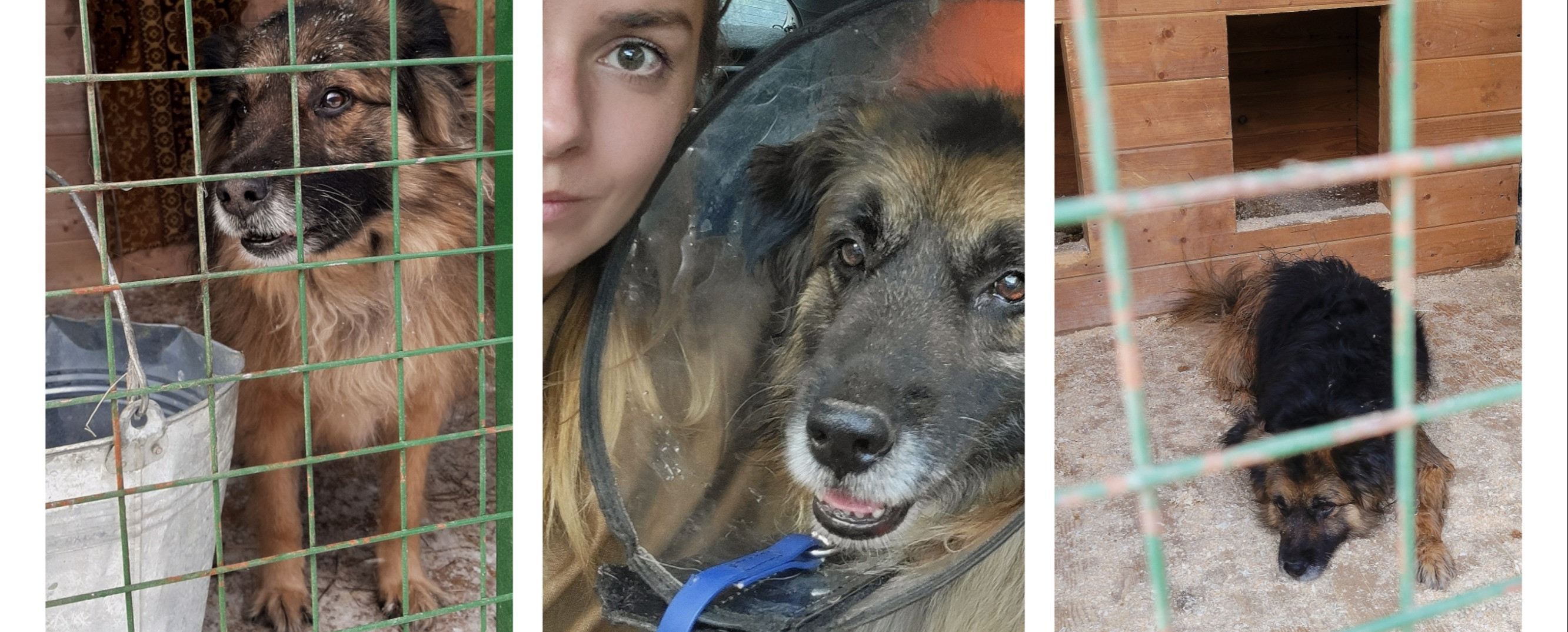 Лариса Кушникова: На операцию и лечение Степе из приюта для собак