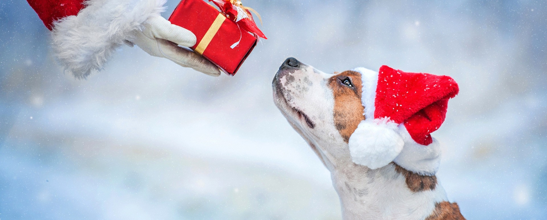 Дарящие надежду Фонд помощи животным: #СтаньДедомМорозом, поделись праздником!