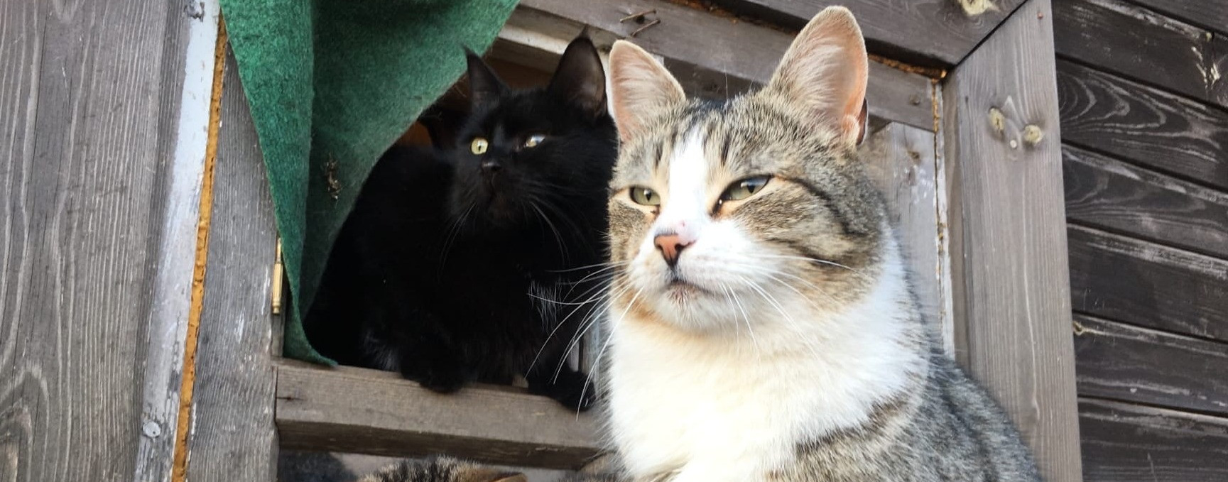 Дарящие надежду Фонд помощи животным: Собираем помощь бездомным кошкам острова Валаама